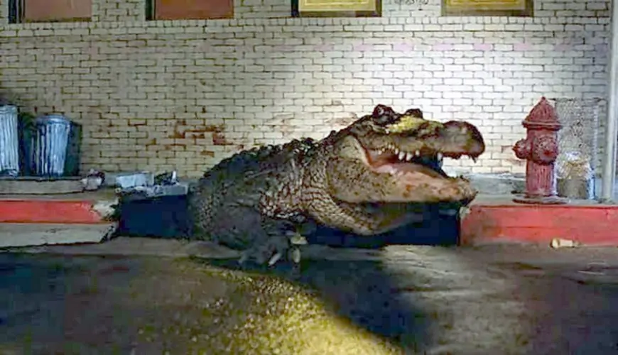 The Alligator breaking through the sidewalk